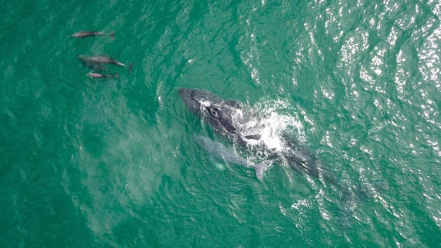 Avistamiento Ballenas en Lancha Rapida foto 4